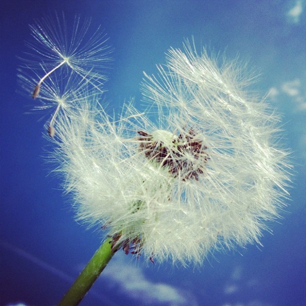 Matthias Hauser - Dandelion and blue sky