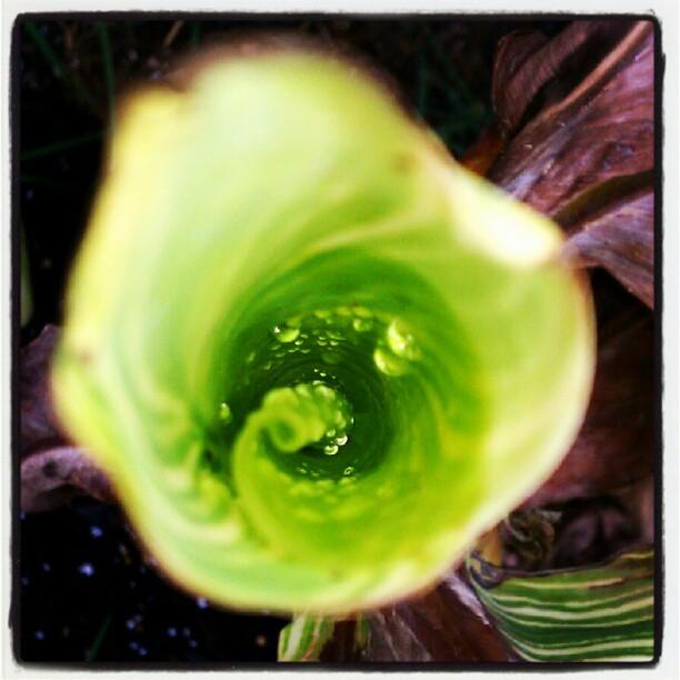 Jason Wells - Another Pic Of Plants In My Yard