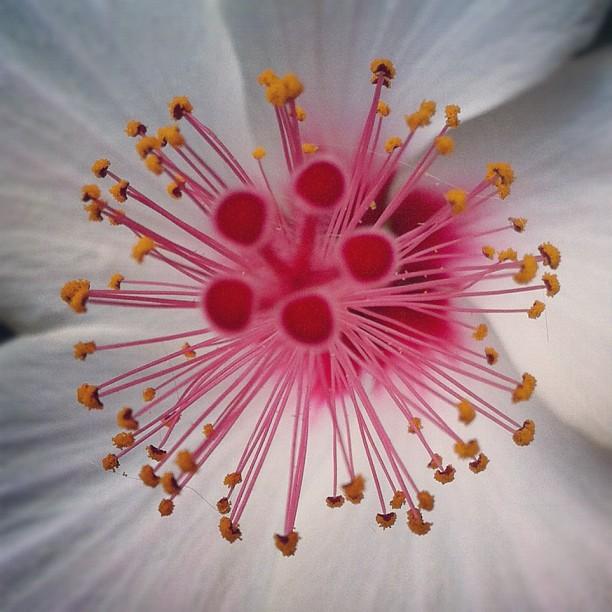 Daniel Corson - #flower #floral #flowers #fabshots