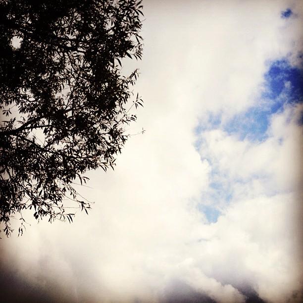 Rachel Williams - #sky #clouds #tree #leaves